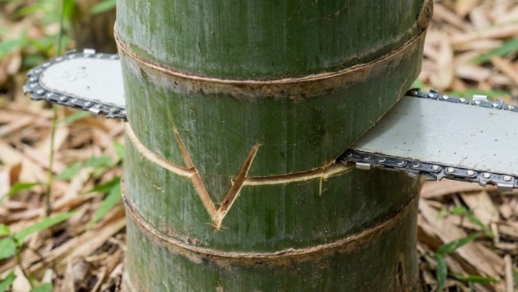 キックバック対策と物理学に基づいた伐採テクニック