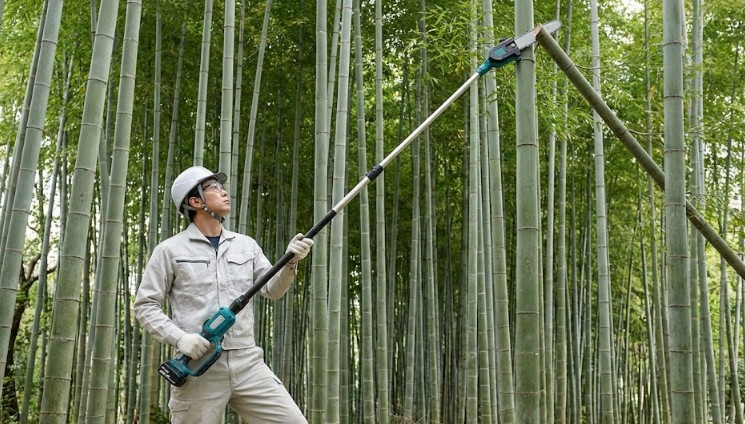 高枝電動のこぎりやポールソーを用いた安全な枝打ち